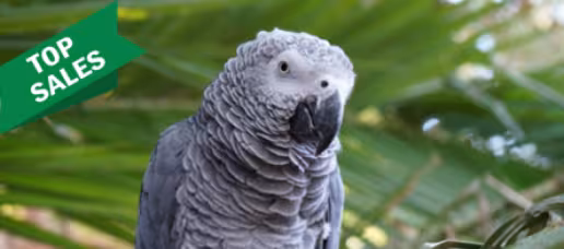 1-day ticket (Canary Islands resident)