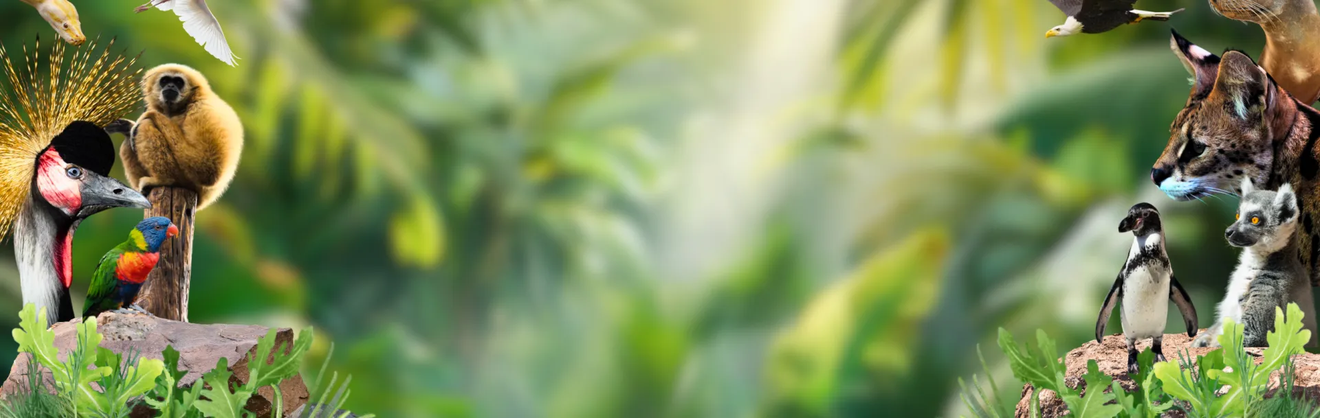 junglepark home banner